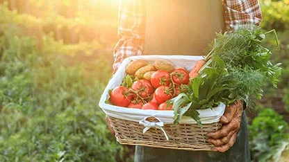tomatoes-in-basket_card.png